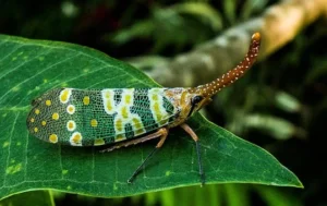 canthigaster-cicada-225811__340