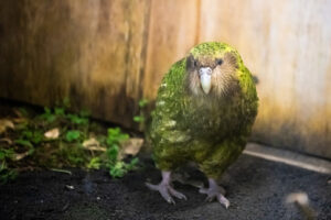 The kākāpō is a nocturnal, flightless parrot. And its strangeness doesn't end there. It's critically endangered and one of New Zealand’s unique treasures.Sirocco is a charismatic kākāpō, national treasure and media superstar. He's also New Zealand's official Spokesbird for conservation.