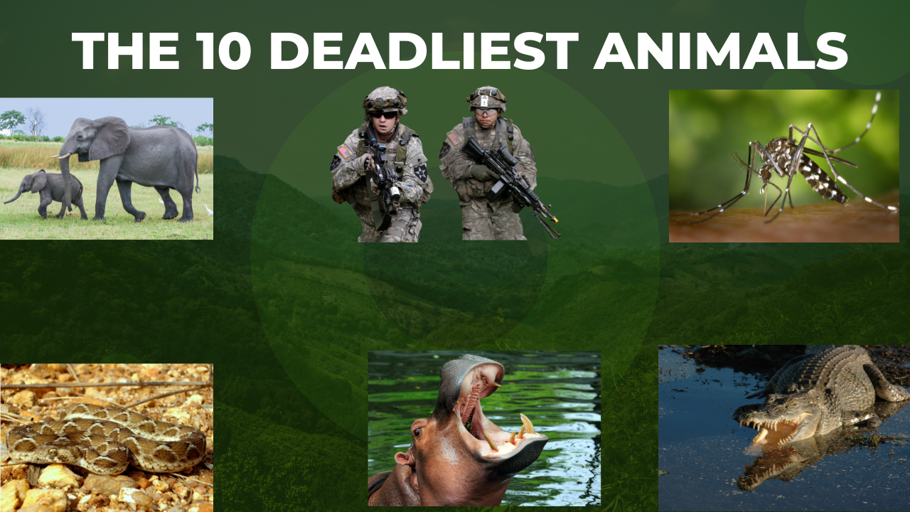 10 DEADLIEST ANIMALS